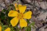 Creeping woodsorrel